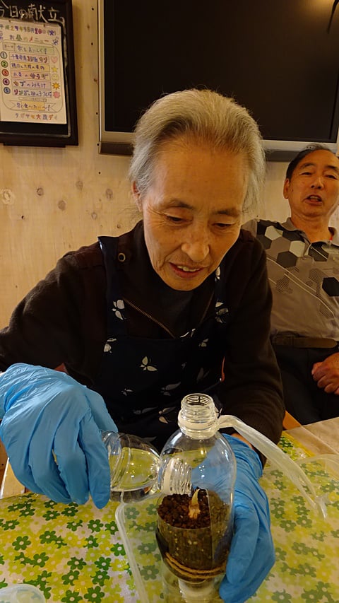 サフランに水やりですー