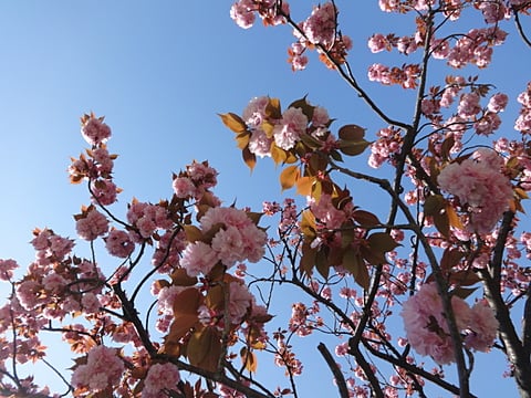 青空に山桜！