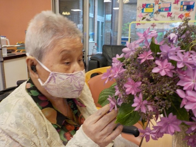 可愛い紫陽花ですね