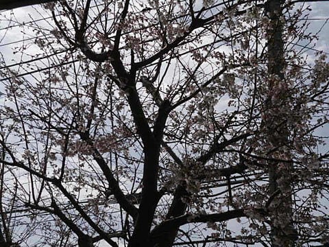 デイの窓から見える桜です♪