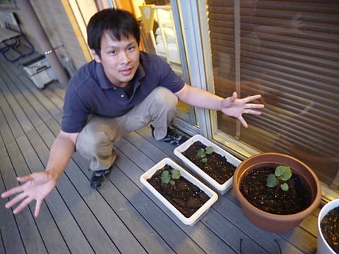 オクラの芽が出ました！